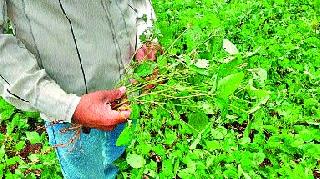 Sultani crisis on the victims | बळीराजावर सुलतानी संकट Sultani crisis on the victims | बळीराजावर सुलतानी संकट