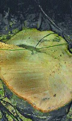 The thorny tree at Rendale stolen | रेंडाळे येथील चंदनाचे झाड चोरीला