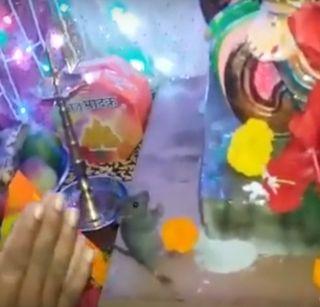 VIDEO: The philosophy of Ganesha took place | VIDEO: उंदिरमामांनी घेतले गणरायाचे दर्शन