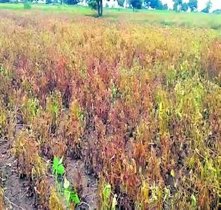 Soya bean dried on 1.5 lakh hectare! | १.५ लाख हेक्टरवरील सोयाबीन सुकले! Soya bean dried on 1.5 lakh hectare! | १.५ लाख हेक्टरवरील सोयाबीन सुकले!