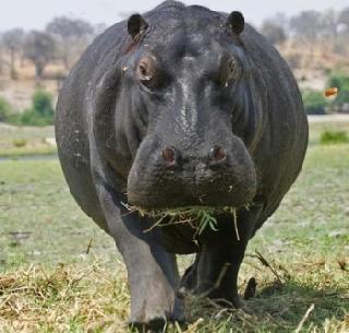 Due to drought on hundreds of hilly congestions | शेकडो पाणघोड्यांवर दुष्काळामुळे संक्रांत Due to drought on hundreds of hilly congestions | शेकडो पाणघोड्यांवर दुष्काळामुळे संक्रांत