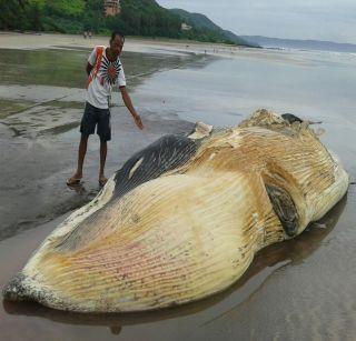 VIDEO: The 50-foot-long fish found in Ratnagiri | VIDEO: रत्नागिरीत मृतावस्थेत आढळला 50 फूट लांब मासा VIDEO: The 50-foot-long fish found in Ratnagiri | VIDEO: रत्नागिरीत मृतावस्थेत आढळला 50 फूट लांब मासा