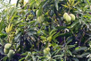 Abbe now: | अबब् आता कैऱ्या : Abbe now: | अबब् आता कैऱ्या :