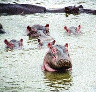 350 fall victim of drought to reduce the intensity of drought? | दुष्काळाची तीव्रता कमी करण्यासाठी ३५० पाणघोड्यांचा बळी? 350 fall victim of drought to reduce the intensity of drought? | दुष्काळाची तीव्रता कमी करण्यासाठी ३५० पाणघोड्यांचा बळी?