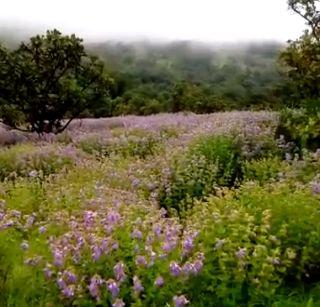 VIDEO: Ambalit Bharla Karmi Festival | VIDEO: आंबोलीत भरला कारवी महोत्सव VIDEO: Ambalit Bharla Karmi Festival | VIDEO: आंबोलीत भरला कारवी महोत्सव