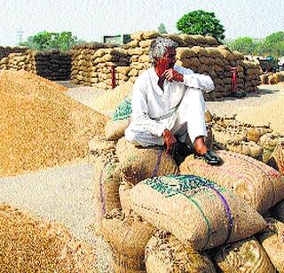 This year, the new crop will yield a new high! | यंदा धान्य उत्पादनाचा नवा उच्चांक गाठणार ! This year, the new crop will yield a new high! | यंदा धान्य उत्पादनाचा नवा उच्चांक गाठणार !