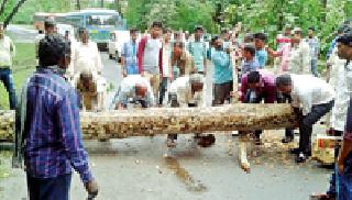 Traffic jam due to collapsing of trees | झाड कोसळल्याने वाहतूक ठप्प