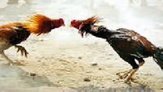 Millions of gambling in the chicken market | कोंबडा बाजारात लाखोंचा जुगार Millions of gambling in the chicken market | कोंबडा बाजारात लाखोंचा जुगार