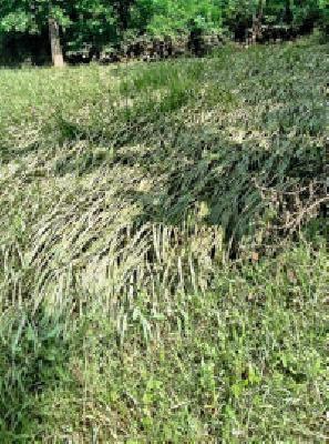 Damage: | नुकसान : Damage: | नुकसान :