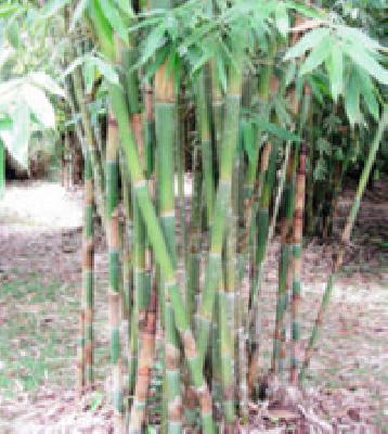 16 gram sabha lakhpati from bamboo sale | बांबू विक्रीतून १६ ग्रामसभा लखपती