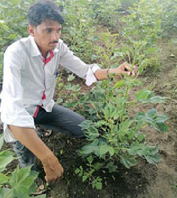 An unknown disease threatens the destruction of cotton crop | अज्ञात रोगाने कपाशीचे पीक उद्ध्वस्त होण्याचा धोका An unknown disease threatens the destruction of cotton crop | अज्ञात रोगाने कपाशीचे पीक उद्ध्वस्त होण्याचा धोका