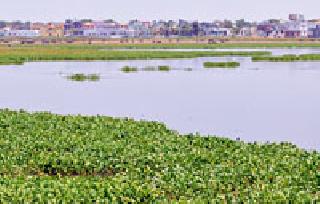 Delete encroachment in the pond | तलावातील अतिक्रमण हटवा Delete encroachment in the pond | तलावातील अतिक्रमण हटवा