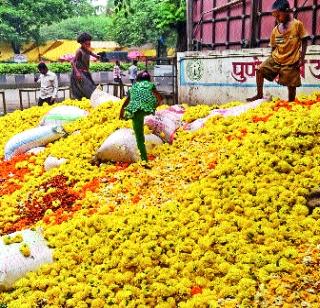 Marigold malt | झेंडू झाला मातीमोल