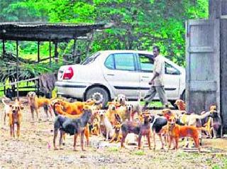 Citizen stricken by wandering dogs | भटक्या श्वानांमुळे नागरिक त्रस्त Citizen stricken by wandering dogs | भटक्या श्वानांमुळे नागरिक त्रस्त