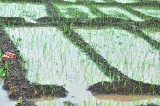 Heavy showers in Yeola | येवल्यात जोरदार पावसाची हजेरी