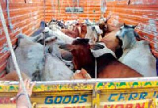 Govansh trucks seized the truck | गोवंश वाहतुकीचा ट्रक पकडला Govansh trucks seized the truck | गोवंश वाहतुकीचा ट्रक पकडला