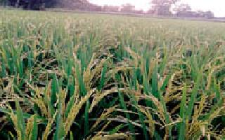 Morning in the morning, afternoon afternoon | सकाळी मुसळधार, दुपारी उन्ह Morning in the morning, afternoon afternoon | सकाळी मुसळधार, दुपारी उन्ह