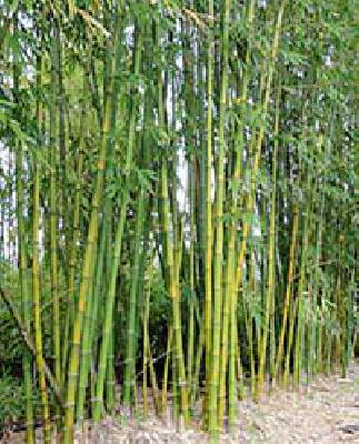 36 villages became owner of 11 crore | ३६ गावे बनली ११ कोटींची मालक