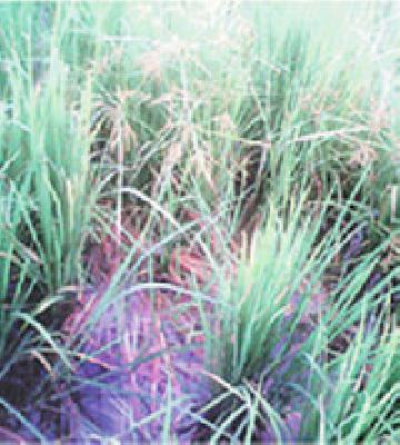 Nature gave it but wild animals | निसर्गाने दिली साथ मात्र वन्यप्राणी करतात घात