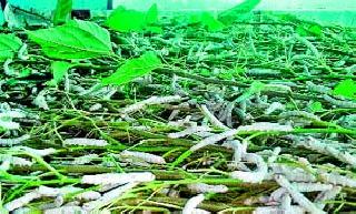 An acre cultivated silk crop in a modern way | एक एकर शेतीत आधुनिक पद्धतीने साकारले रेशीम पीक