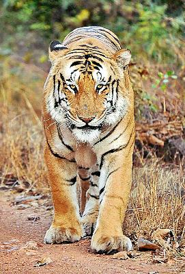 'Special Drive' in search of 'Jai' | ‘जय’ च्या शोधात ‘स्पेशल ड्राईव्ह’ 'Special Drive' in search of 'Jai' | ‘जय’ च्या शोधात ‘स्पेशल ड्राईव्ह’