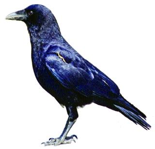 In the 'good day', the kavale decreased, in the Shraddha ritual crisis | ‘अच्छे दिना’तही कावळे घटले, श्राद्धविधी संकटात In the 'good day', the kavale decreased, in the Shraddha ritual crisis | ‘अच्छे दिना’तही कावळे घटले, श्राद्धविधी संकटात