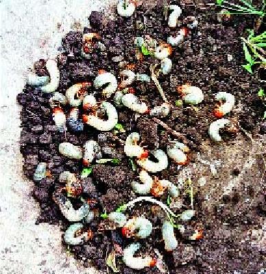 Invasion of onion onion | कांद्यावर रोगाचे आक्रमण