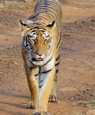 Women killed in tiger attack | वाघाच्या हल्ल्यात महिला ठार Women killed in tiger attack | वाघाच्या हल्ल्यात महिला ठार