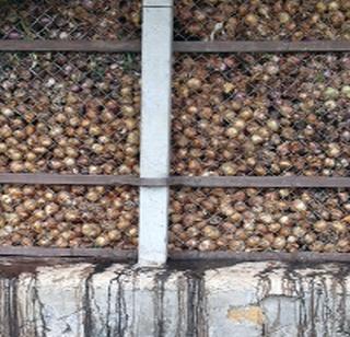 Smell will come to the onion in the chawl | चाळीतील कांद्याला येऊ लागला वास Smell will come to the onion in the chawl | चाळीतील कांद्याला येऊ लागला वास
