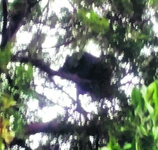 Bears found in Pingali Shiva! | पिंगळी शिवारात आढळले अस्वल! Bears found in Pingali Shiva! | पिंगळी शिवारात आढळले अस्वल!