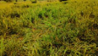 The loss of rice due to excessive rain | अतिवृष्टीमुळे धानपिकांचे नुकसान The loss of rice due to excessive rain | अतिवृष्टीमुळे धानपिकांचे नुकसान