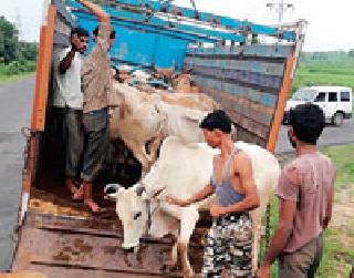 72 animals for slaughter have been caught | कत्तलीसाठी जाणारी ७२ जनावरे पकडली 72 animals for slaughter have been caught | कत्तलीसाठी जाणारी ७२ जनावरे पकडली