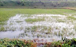 Lightning hit the lightning | हलक्या धानाला बसला फटका Lightning hit the lightning | हलक्या धानाला बसला फटका