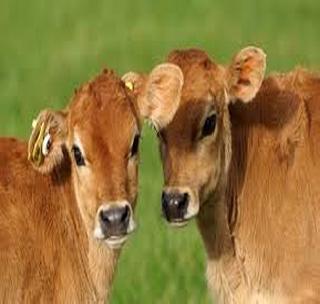 There is no supply of 'injections' for cows' artificial pregnancy! | गायींच्या कृत्रिम गर्भधारणेसाठी ‘इंजेक्शन्स’चा पुरवठा झालाच नाही! There is no supply of 'injections' for cows' artificial pregnancy! | गायींच्या कृत्रिम गर्भधारणेसाठी ‘इंजेक्शन्स’चा पुरवठा झालाच नाही!