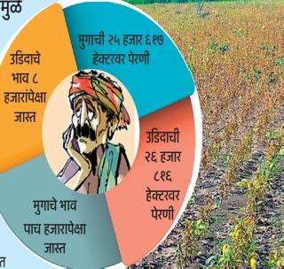 Gourd, urine decreased inward! | मूग, उडिदाची आवक घटली! Gourd, urine decreased inward! | मूग, उडिदाची आवक घटली!