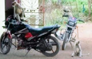 Monkeys in school ... | शाळेतही माकडांचा धुमाकूळ... Monkeys in school ... | शाळेतही माकडांचा धुमाकूळ...