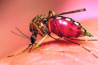 Submit criminal cases of malicious human rights | सदोष मनुष्यवधाचे गुन्हे दाखल करा