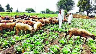 The victims of financial crisis | बळीराजा आर्थिक संकटात