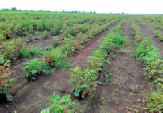 The possibility of a decline in production of cotton crop in Bhadravati taluka | भद्रावती तालुक्यात कापूस पिकाचे उत्पादन घटण्याची शक्यता