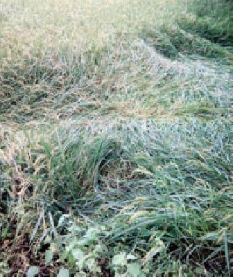 Due to poor drought on crops | पिकांवर ओल्या दुष्काळाचे सावट