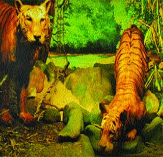 'Natural History Collection' is now online | ‘प्राकृतिक इतिहास संग्रह’ आता आॅनलाइन 'Natural History Collection' is now online | ‘प्राकृतिक इतिहास संग्रह’ आता आॅनलाइन