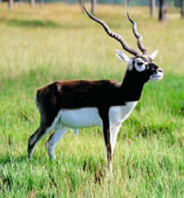 Promotion of 150 blackbars | १५० काळविटांचे संवर्धन