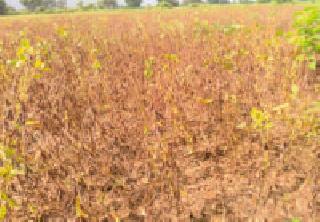 The danger of thinning of soybeans | सोयाबीनची मळणी धोक्यात