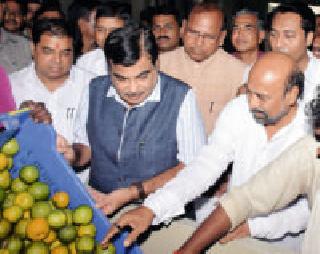 Grading of orange garbage deaf ... | संत्र्याच्या आंबीया बहराची ग्रेडिंग... Grading of orange garbage deaf ... | संत्र्याच्या आंबीया बहराची ग्रेडिंग...