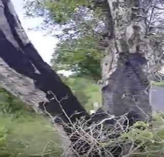 VIDEO: Acid in Washim, powdered trees | VIDEO: वाशिममध्ये अ‍ॅसीड टाकून पेटवली झाडे