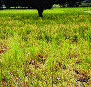 Paddy harvest loss due to rain in Mahad | महाडमध्ये पावसामुळे भातशेतीचे नुकसान