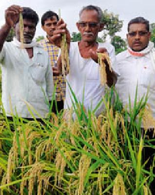 Sprouted Lambi vertical beard | उभ्या धानाला अंकुरल्या लोंबी