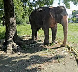'Janta Raja' Mahanataka's Lakshmi was 47 years old | ‘जाणता राजा’ महानाट्याची लक्ष्मी झाली ४७ वर्षांची 'Janta Raja' Mahanataka's Lakshmi was 47 years old | ‘जाणता राजा’ महानाट्याची लक्ष्मी झाली ४७ वर्षांची