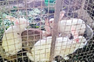 The way to progress through discovering rabbits | ससेपालनातून शोधला प्रगतीचा मार्ग