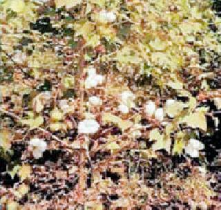 Caspian 'dead' | कपाशीवर आकस्मिक ‘मर’